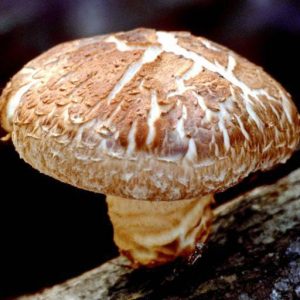 Міцелій гриба Шиітаке Імператорський, 10 г