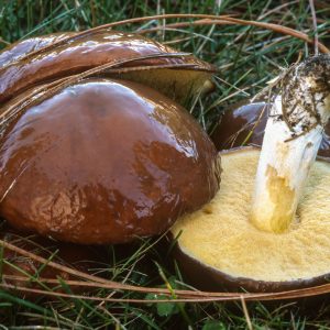 Міцелій Маслюка звичайного, 10 г