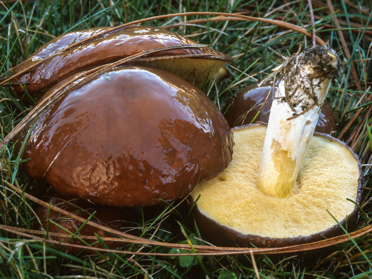 Міцелій Маслюка звичайного, 10 г